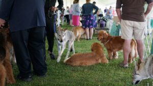 The Greenwich Kennel Club Dog Show 2023