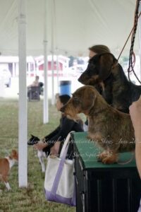 Mid- Hudson Kennel Association Dog Show 2023