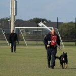 A police officer in a red training vest runs with a german shepherd on a leash across a grassy field, with another officer in the background.