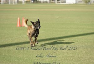 A black dog running on a grassy field with text overlay "uspca national patrol dog trial 2023, foley, alabama @mfurrer_2023".