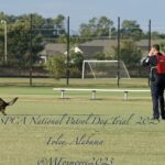 Two police officers train with a german shepherd in a grassy field during a uspca national patrol dog trial in foley, alabama.