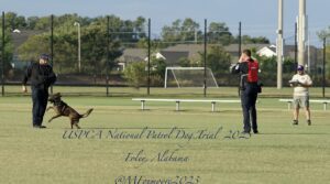 Two police officers train with a german shepherd in a grassy field during a uspca national patrol dog trial in foley, alabama.