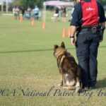 A police officer and a german shepherd at the uspca national patrol dog trials in 2023, both focused and ready, with other participants in the background.