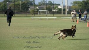 A german shepherd runs across a grassy field during the uspca national patrol dog trial in foley, alabama in 2023.