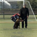 A police officer kneels to pet a german shepherd on a soccer field while another officer watches during a uspca national patrol dog trial event in foley, alabama.