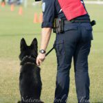 A police officer in a blue uniform and red "agility" vest trains a black german shepherd on a grassy field, surrounded by orange cones.
