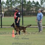 A police officer and a german shepherd dog at a demonstration, with a man observing them, at the uspca national patrol dog trial 2023 in foley, alabama.