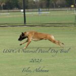 A belgian malinois running at full speed across a grassy field during the 2023 uspca national patrol dog trial in foley, alabama.