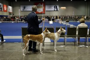 A person standing at a dog show holding leashes of two ibizan hounds, facing a judging panel in a large exhibition hall.