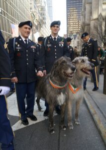 Two military officers in uniform holding leashes of two large, shaggy dogs at a street event, with other military personnel in the background.