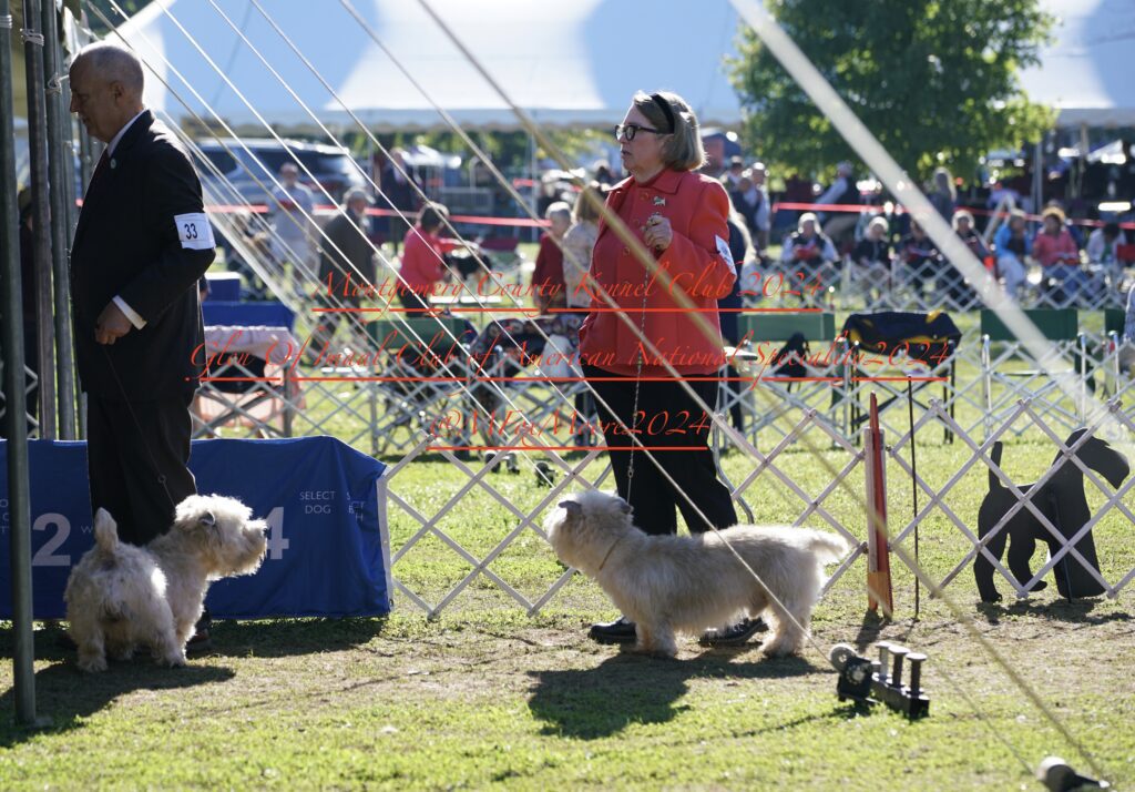 Glen of Imaal Terrier