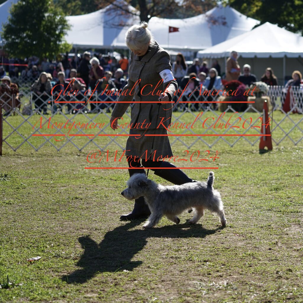 Glen of Imaal Terrier National Speciality 2024